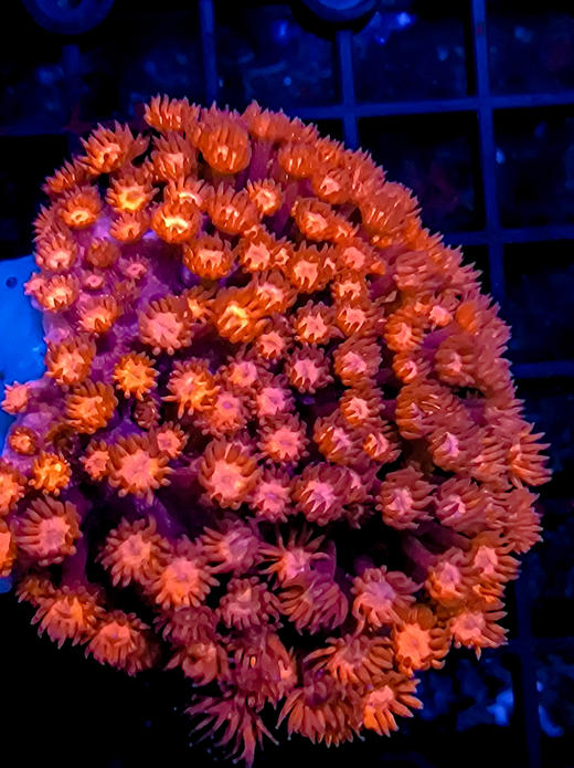 红单苞原石2 商品图1