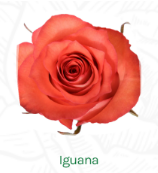 同城甄选厄瓜多尔进口lguana鬣蜥玫瑰花10支