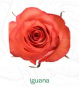 同城甄选厄瓜多尔进口lguana鬣蜥玫瑰花10支 商品图0