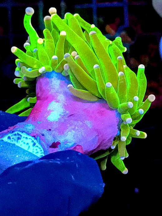 彩点绿火柴单头 商品图2