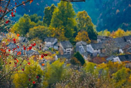 徽州古韵金秋丨婺源、石城、篁岭、宏村、石潭、塔川6天摄影团 商品图8