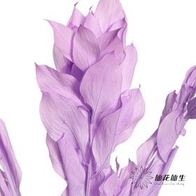 永生花材 | 桔叶紫色