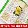彩图精解一看就懂:本草纲目 商品缩略图3