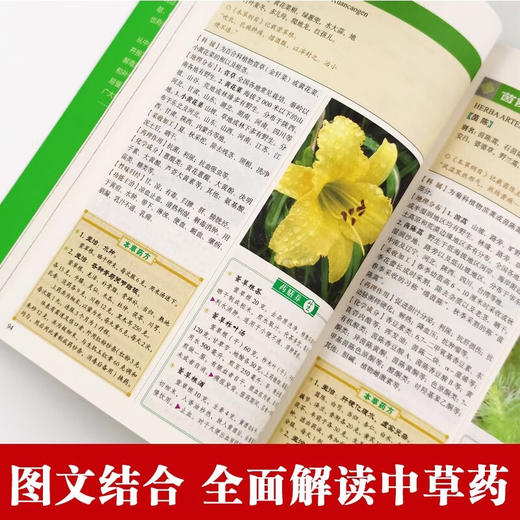 彩图精解一看就懂:本草纲目 商品图3