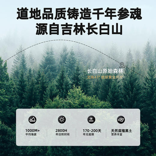 【杞里香】吉林长白山 西洋参 1.2-1.4cm皂苷丰富100g/罐 商品图1