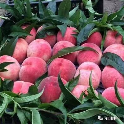 【多年爆款】正宗丹东河口燕红桃12个装，单果7两左右，个大皮薄，甜美多汁，果实偏脆饱满，香甜可口，送礼必选！今年产地产量减少，价格会上涨，尽早预定。辽宁省内包邮，省外顺丰补差价 商品图3