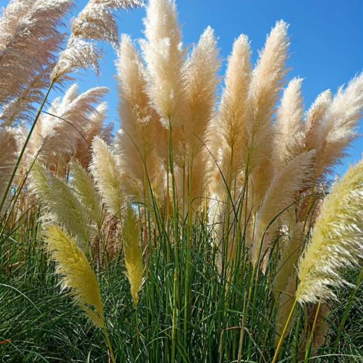 芦苇花丨叶材丨软装神器  可做干花【运输难免掉花絮介意勿拍】 商品图0