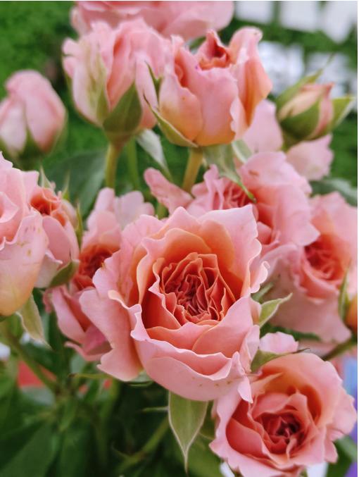 粉色啦啦队多头泡泡5枝 商品图3