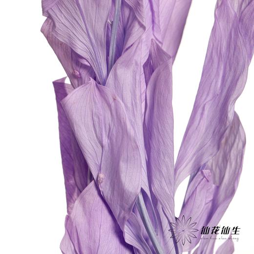 永生花材 | 桔叶紫色 商品图1