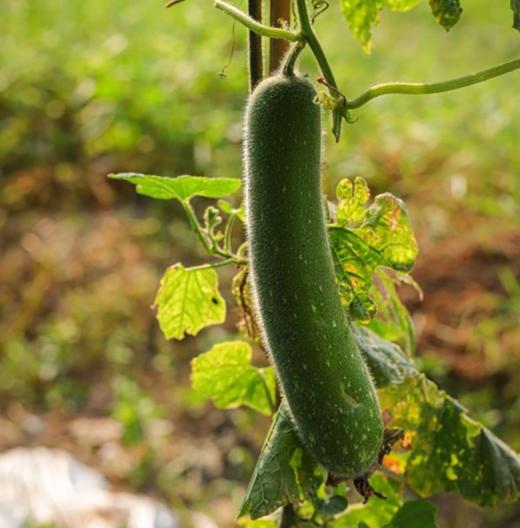 生态自选蔬菜箱| 绿家自产 *ecological vegetable box  | In-House Production 商品图3