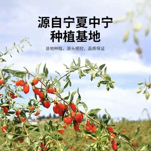 早康 正宗中宁枸杞子250g*罐 商品图2