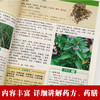 彩图精解一看就懂:本草纲目 商品缩略图1