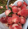 【多年爆款】正宗丹东河口燕红桃12个装，单果7两左右，个大皮薄，甜美多汁，果实偏脆饱满，香甜可口，送礼必选！今年产地产量减少，价格会上涨，尽早预定。辽宁省内包邮，省外顺丰补差价 商品缩略图0