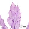 永生花材 | 桔叶紫色 商品缩略图3