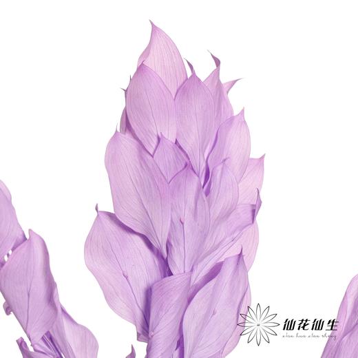 永生花材 | 桔叶紫色 商品图3