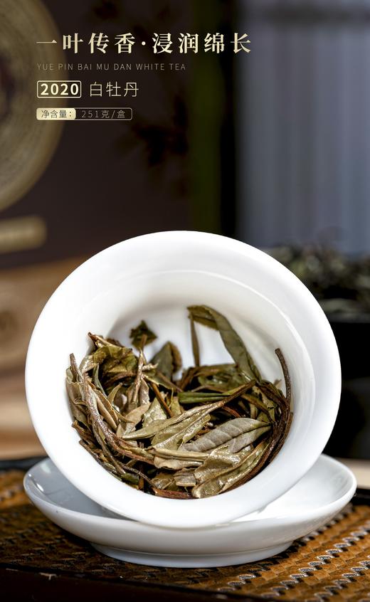 【福鼎白茶 花香馥郁】岩明悦品 2020年白牡丹 251g/盒 礼盒装（送礼佳品） 商品图7