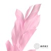 永生花材 | 桔叶亮粉 商品缩略图4