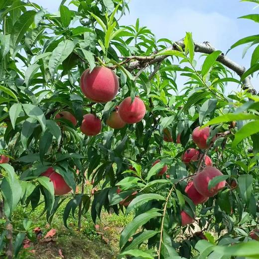 【多年爆款】正宗丹东河口燕红桃12个装，单果7两左右，个大皮薄，甜美多汁，果实偏脆饱满，香甜可口，送礼必选！今年产地产量减少，价格会上涨，尽早预定。辽宁省内包邮，省外顺丰补差价 商品图8