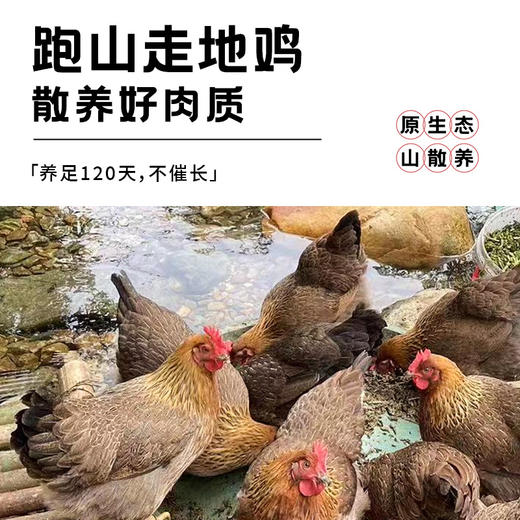 喜辉海南椰子鸡套餐 散养跑地鸡 肉质鲜嫩 新鲜急冻只只排酸 配料正 商品图1