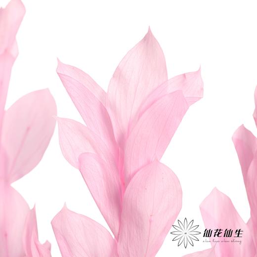 永生花材 | 桔叶亮粉 商品图3