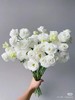 白色洋桔梗 5支 商品缩略图0