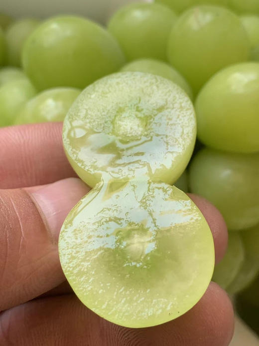 ✈️顺丰包邮到家来自于大连国营农场的核心产区，独有兰花香味 阳光玫瑰，现摘现发 全国顺丰到家礼盒包装 无损包装 商品图0