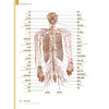 麻醉解剖实物图谱第2版 头颈部阻滞麻醉应用解剖 上肢神经阻滞麻醉解剖 肋间隙内结构 主编 纪荣明 人民卫生出版社9787117365307 商品缩略图4