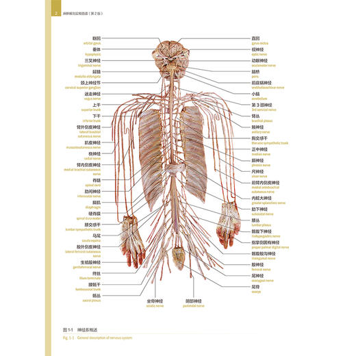 麻醉解剖实物图谱第2版 头颈部阻滞麻醉应用解剖 上肢神经阻滞麻醉解剖 肋间隙内结构 主编 纪荣明 人民卫生出版社9787117365307 商品图4
