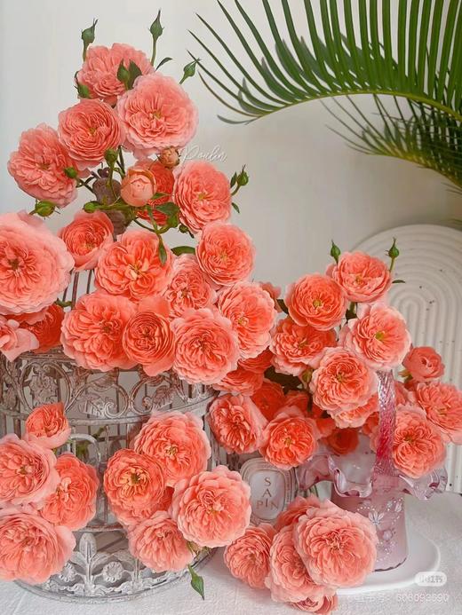 杏色头泡泡玫瑰5枝 商品图2