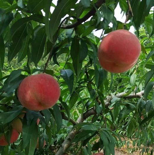 【多年爆款】正宗丹东河口燕红桃12个装，单果7两左右，个大皮薄，甜美多汁，果实偏脆饱满，香甜可口，送礼必选！今年产地产量减少，价格会上涨，尽早预定。辽宁省内包邮，省外顺丰补差价 商品图6