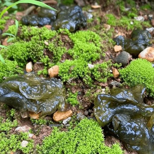 地皮菜250g/袋 商品图2