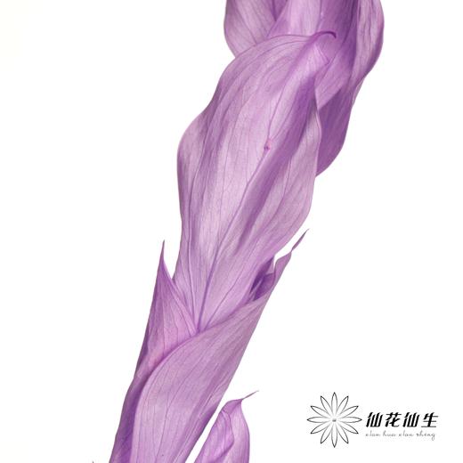 永生花材 | 桔叶紫色 商品图4