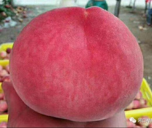 【多年爆款】正宗丹东河口燕红桃12个装，单果7两左右，个大皮薄，甜美多汁，果实偏脆饱满，香甜可口，送礼必选！今年产地产量减少，价格会上涨，尽早预定。辽宁省内包邮，省外顺丰补差价 商品图5