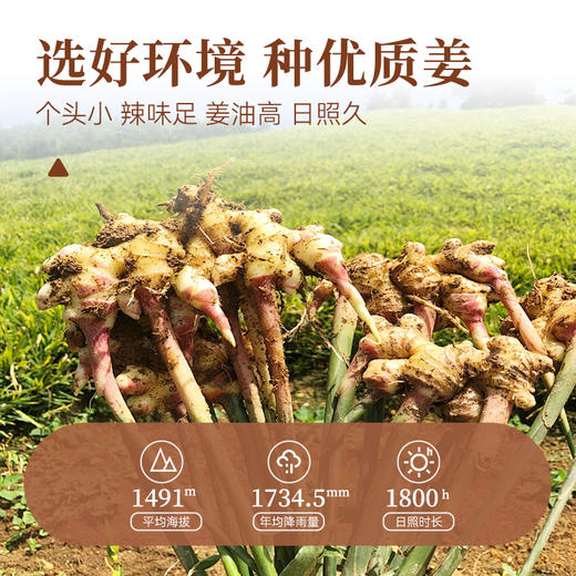 【粮药LY】小黄姜粉 纯食用冲饮超细去皮干姜粉泡水细腻云南原产新鲜现磨小黄姜粉送杯子勺子红糖200g/罐 商品图2