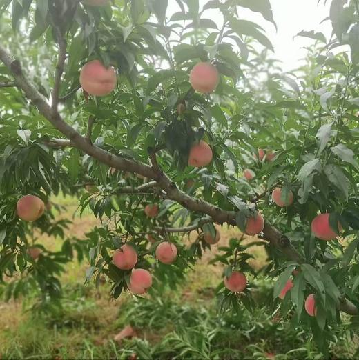 【多年爆款】正宗丹东河口燕红桃12个装，单果7两左右，个大皮薄，甜美多汁，果实偏脆饱满，香甜可口，送礼必选！今年产地产量减少，价格会上涨，尽早预定。辽宁省内包邮，省外顺丰补差价 商品图7