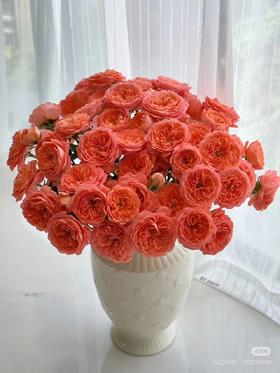 杏色头泡泡玫瑰5枝