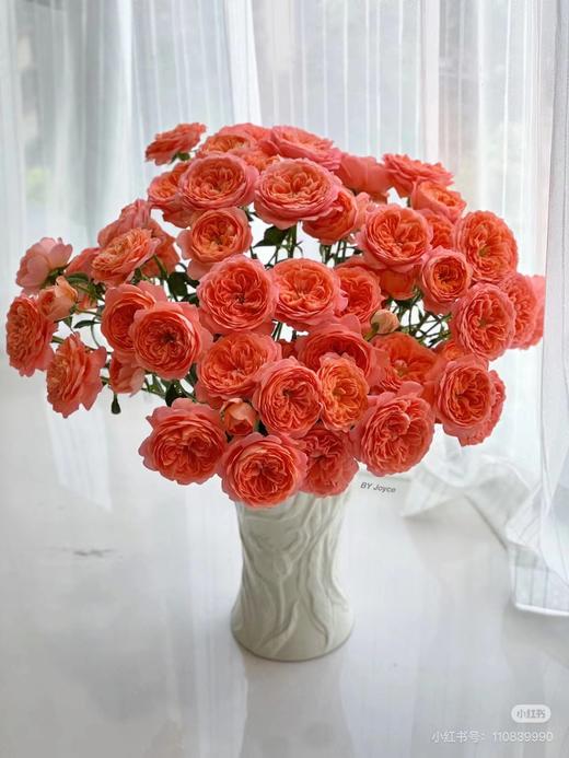 杏色头泡泡玫瑰5枝 商品图1