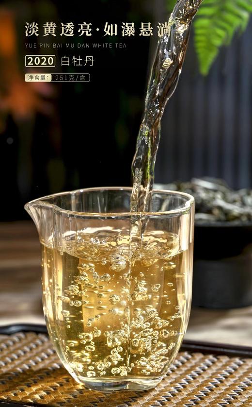 【福鼎白茶 花香馥郁】岩明悦品 2020年白牡丹 251g/盒 礼盒装（送礼佳品） 商品图5