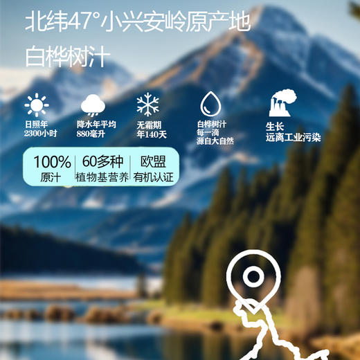 【欧盟有机认证】富含60多种营养物质 17种氨基酸 桦树汁来自小兴安岭的植物饮料每一滴都是大自然的馈赠 商品图1