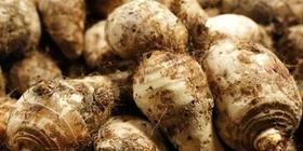  谁是真正的“地下人参”？不是红薯山药！健脾开胃消食就靠它！ 