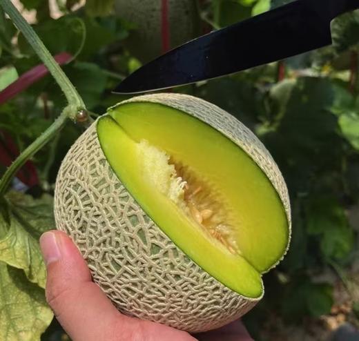 【超甜网纹瓜】团结网纹蜜瓜，冰淇淋蜜瓜，艺术般的网纹，翡翠般的软糯果肉 商品图1