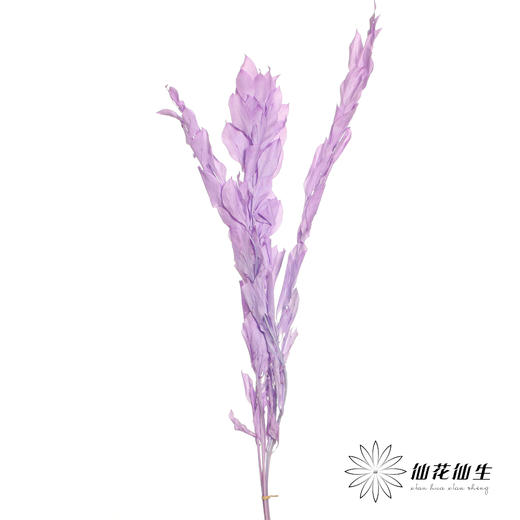 永生花材 | 桔叶紫色 商品图2