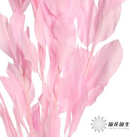 永生花材 | 桔叶亮粉