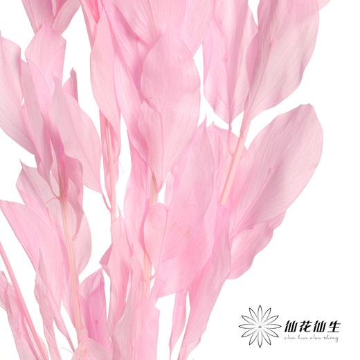 永生花材 | 桔叶亮粉 商品图0