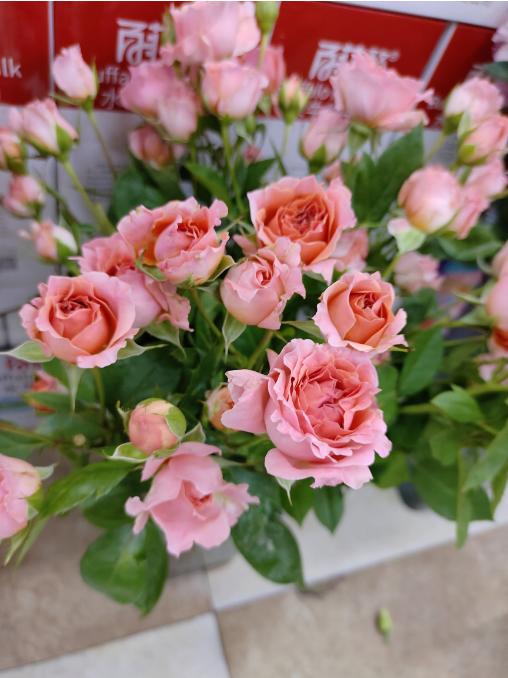 粉色啦啦队多头泡泡5枝 商品图1