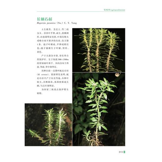 景宁石松类和蕨类植物/主编 王宗琪 许元科 林坚 周天焕/浙江大学出版社 商品图3