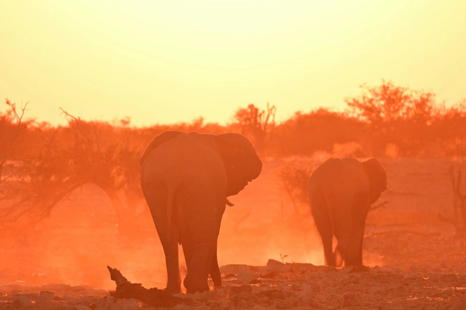 【9月09日-28日探寻非洲卡拉哈里之花】津巴布韦+赞比亚+博茨瓦纳+纳米比亚