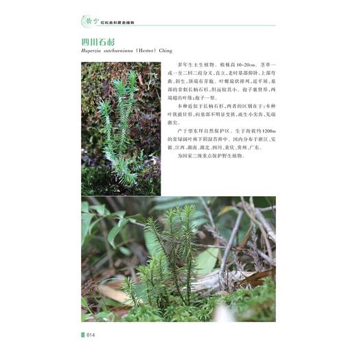 景宁石松类和蕨类植物/主编 王宗琪 许元科 林坚 周天焕/浙江大学出版社 商品图4