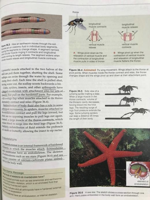 生物学：生命的统一性与多样性 数百幅插图 精装16开 商品图10