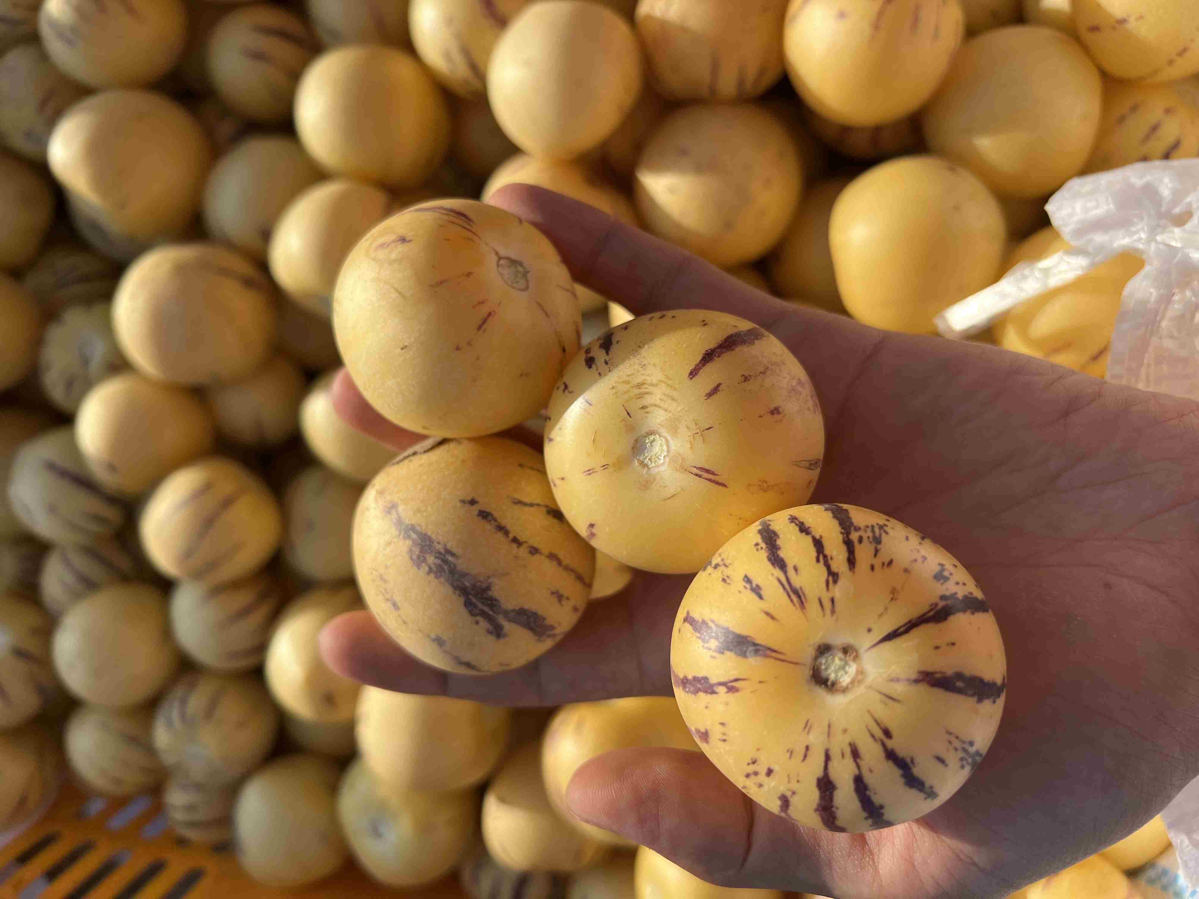 猫太推荐—被弟弟称为神仙果的人参果